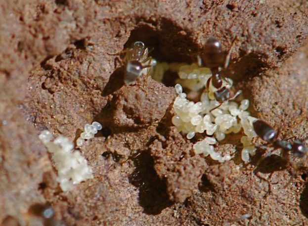تحميل صور النمل ينقل الذر الصغار في البيض من المملكة -عالم الصور
